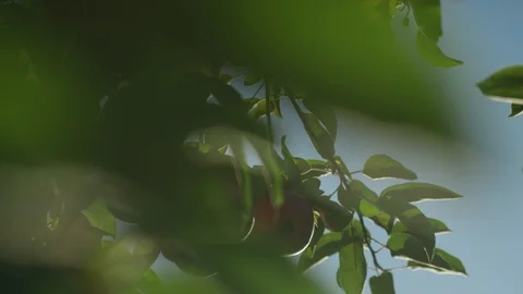 Apple Picking, An Apple Trees, nature, rays of sun through leaves Stock Footage 129503852