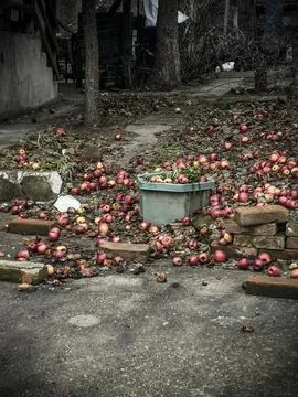 Apple picking in the autumn Stock Photos