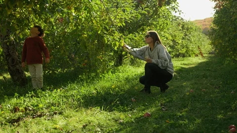 Apple Picking, Boy and mom Pick An Apple Off An Apple Tree Stock Footage 129472943