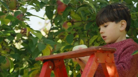 Apple Picking, Boy Pick An Apple Off An Apple Tree Stock Footage 129469778