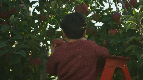 Apple Picking, Boy Pick An Apple Off An Apple Tree Stock Footage 129469829