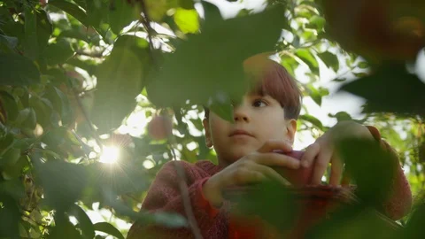 Apple Picking, Boy Pick An Apple Off An Apple Tree Stock Footage 129470403