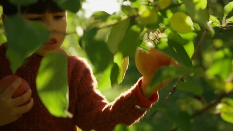 Apple Picking, Boy Pick An Apple Off An Apple Tree Stock Footage 129473939