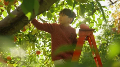 Apple Picking, Boy Pick An Apple Off An Apple Tree Stock Footage 129477649