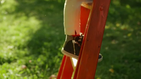 Apple Picking, Boy Pick An Apple Off An Apple Tree Stock Footage 129477816