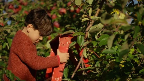 Apple Picking, Boy Pick An Apple Off An Apple Tree 스톡 동영상 129477950