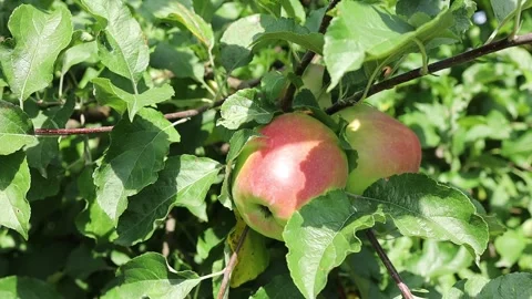 Apple picking in a farm orchard during summer Stock Footage 344180746