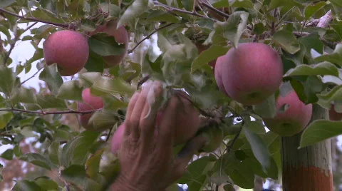 Apple picking Stock Footage 539265