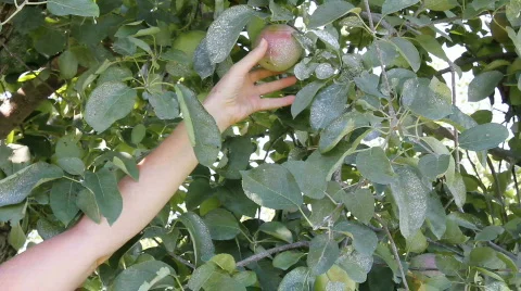 Apple Picking Stock Footage 842829