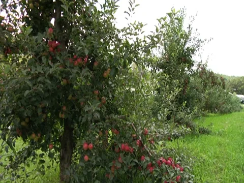 Apple Picking Stock Footage 8620860