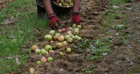 Apple picking Vídeo Stock 140895687