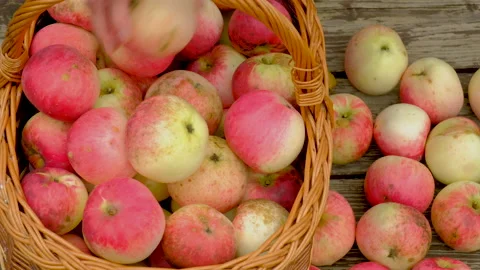 Apple Picking Stock Footage 162336725