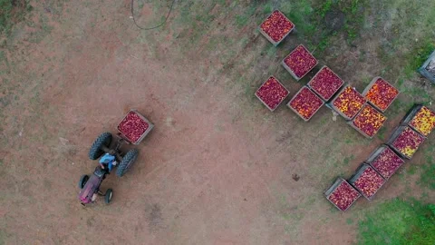 APPLE PICKING Stock Footage 166063125