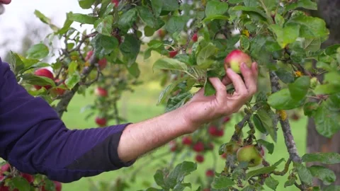 Apple Picking 스톡 동영상 214431640
