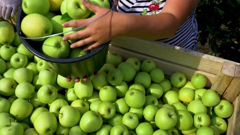 Apple picking in the garden, close-up. Apple plantation. Summer harvest Stock Footage 128919850