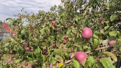 Apple picking in a garden during autumn afternoon Stock Footage 344332162