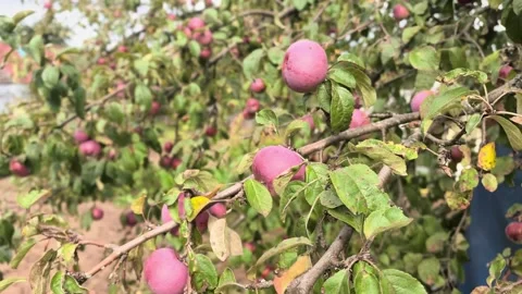 Apple picking in a garden during autumn afternoon Stock Footage 344332171