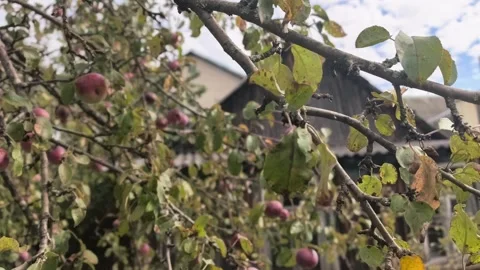 Apple picking in a garden during autumn afternoon 스톡 동영상 344332186