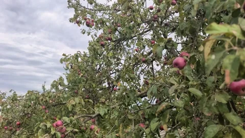 Apple picking in a garden during autumn afternoon Stock Footage 344332195