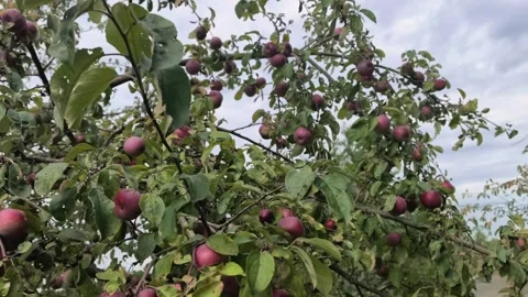 Apple picking in a garden during autumn afternoon Stock Footage 344332205