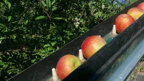 Apple picking machine with farm workers in the orchard Stock Footage 235534951