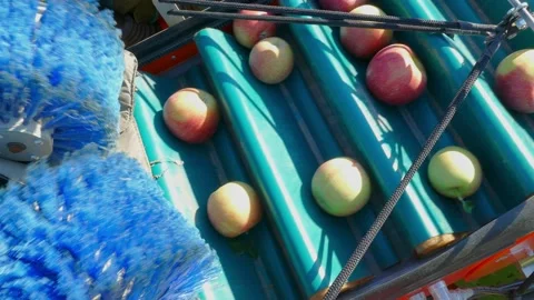 Apple picking machine in the orchard Stock Footage 235534752