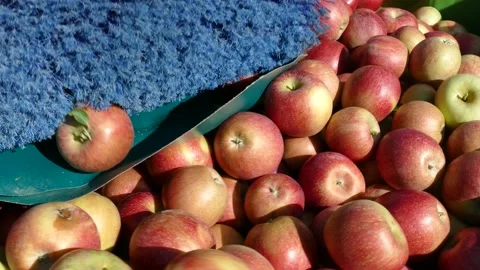 Apple picking machine in the orchard Stock Footage 235534883