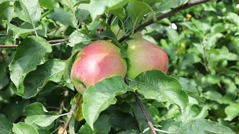 Apple picking at orchard in fall Stock Footage 344180715