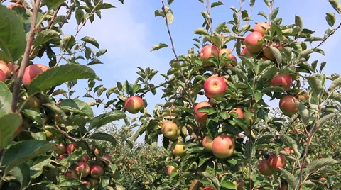Apple picking in orchard Stock Footage 41764112