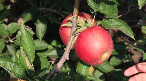 Apple picking in orchard Stock Footage 41764122
