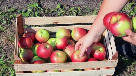 Apple picking in orchard Stock Footage 94969875
