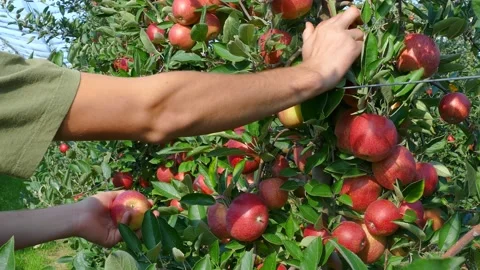 Apple picking in orchard Stock Footage 156934061