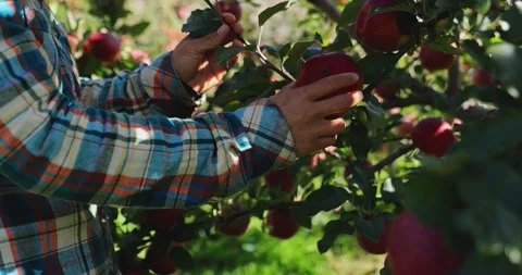 Apple picking in the orchard Stock Footage 319952813