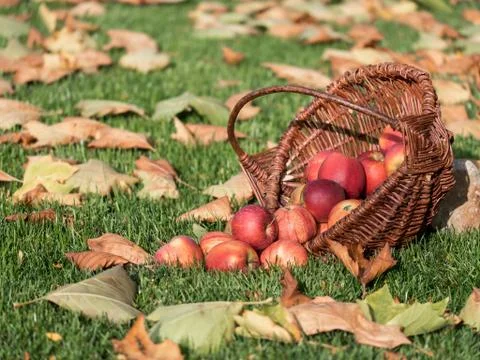 Apple picking Stock Photos