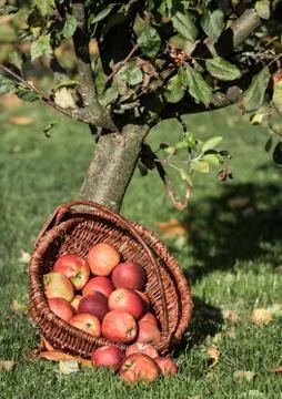 Apple picking Stock Photos