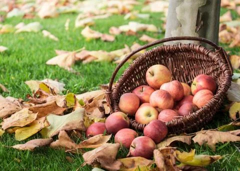 Apple picking Stock Photos