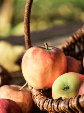 Apple picking Stock Photos