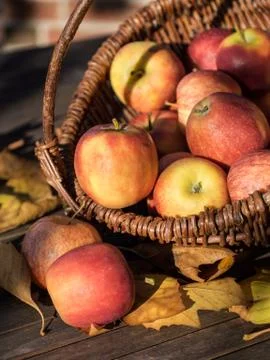 Apple picking Stock Photos
