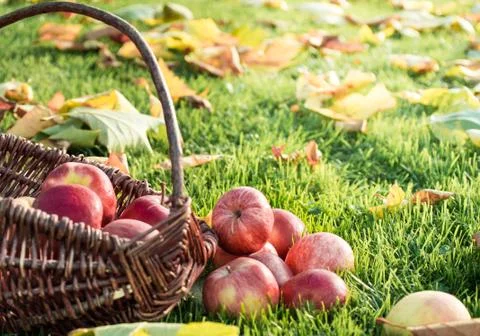 Apple picking Stock Photos