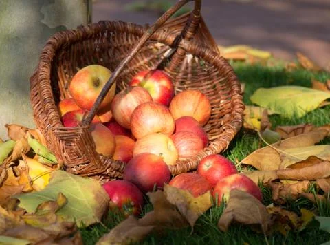 Apple picking Stock Photos