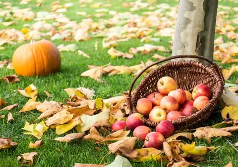 Apple picking Stock Photos