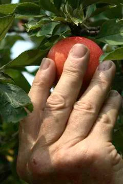 Apple picking 写真素材