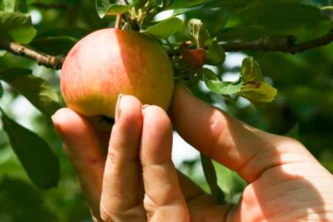 Apple picking Stock Photos