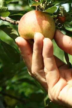 Apple picking Stock Photos
