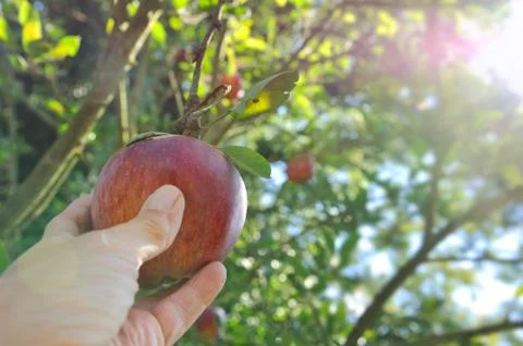 Apple picking Stock Photos