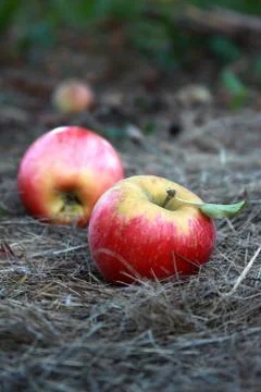 Apple picking Stock Photos