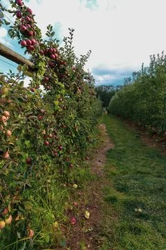 Apple picking! Stock Photos