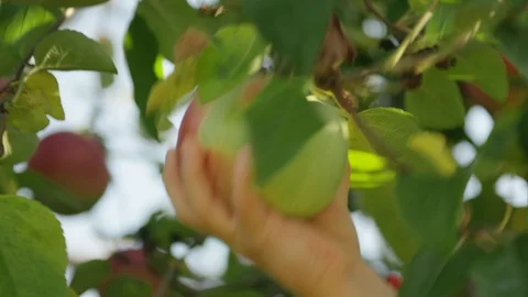 Apple Picking, Pick An Apple Off An Apple Tree Stock Footage 129470618