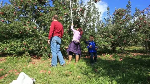 Apple picking time Stock Footage 12331588