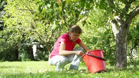Apple pickup Stock Footage 11614316